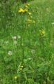 Crepis nicaeensis