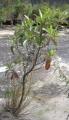 Eremanthus erythropappus