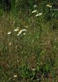 Erigeron annuus