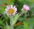 Erigeron borealis