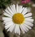 Erigeron karvinskianus
