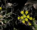 Euphorbia restricta