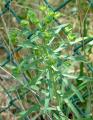 Euphorbia segetalis