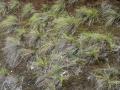 Festuca jubata