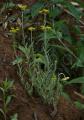 Gnaphalium affine