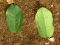 Griffonia simplicifolia