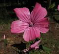 Lavatera trimestris
