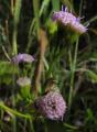 Lourteigia ballotifolia
