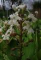 Menyanthes trifoliata