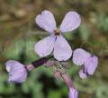 Moricandia moricandioides