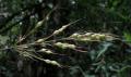Olyra latifolia