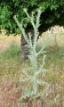 Onopordum acanthium