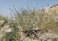 Onopordum jordanicolum