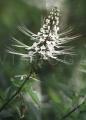 Orthosiphon spiralis