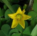 Oxalis corniculata