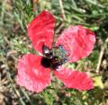 Papaver hybridum