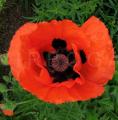 Papaver orientale