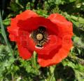 Papaver rhoeas