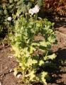 Papaver somniferum