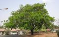 Parkia biglobosa