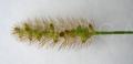 Pennisetum glaucum