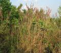 Pennisetum polystachion