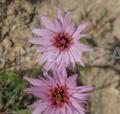 Pseudopodospermum papposum
