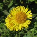 Pulicaria dysenterica