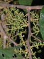 Pygeum oblongum