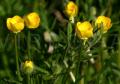 Ranunculus bulbosus