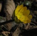 Ranunculus ficaria