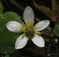Ranunculus hederaceus