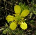 Ranunculus muricatus