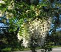 Robinia pseudoacacia