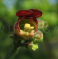 Scrophularia auriculata