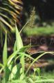 Setaria palmifolia
