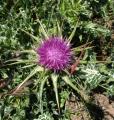 Silybum marianum