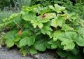 Sinopodophyllum hexandrum