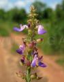 Solenostemon monostachyus