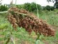Sorghum bicolor