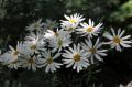 Tanacetum corymbosum