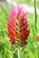 Trifolium incarnatum