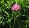 Trifolium pratense