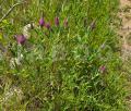 Trifolium purpureum