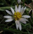 Tripolium pannonicum