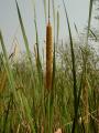 Typha domingensis