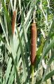 Typha latifolia