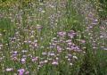 Xeranthemum annuum