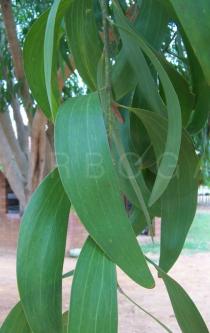 Acacia auriculiformis - Phyllodes - Click to enlarge!