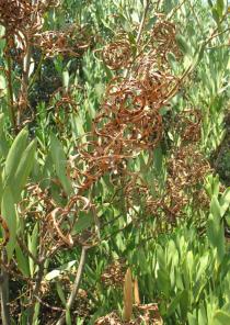 Acacia longifolia - Ripe pods - Click to enlarge!